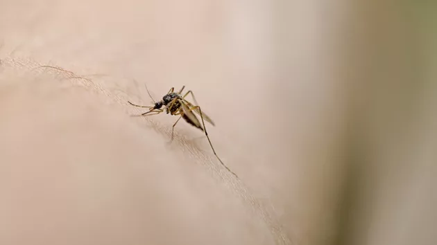 gettyimages_mosquito_072324564586