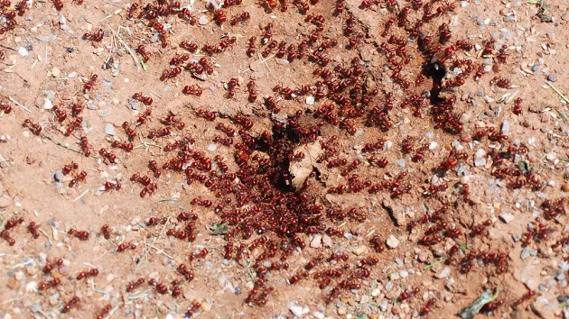 gettyimages_fireants_07242413346