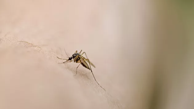 gettyimages_mosquito_082924166057