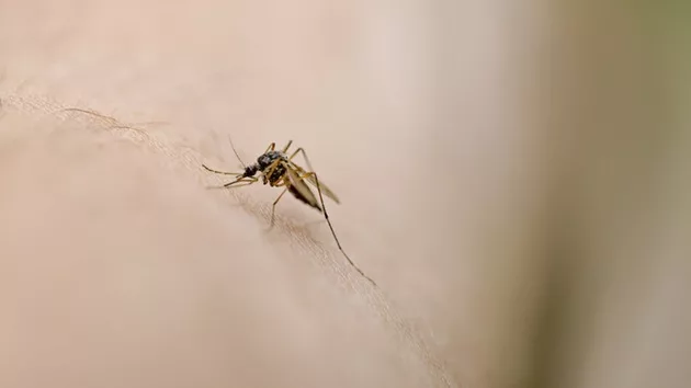 gettyimages_mosquito_090324916520