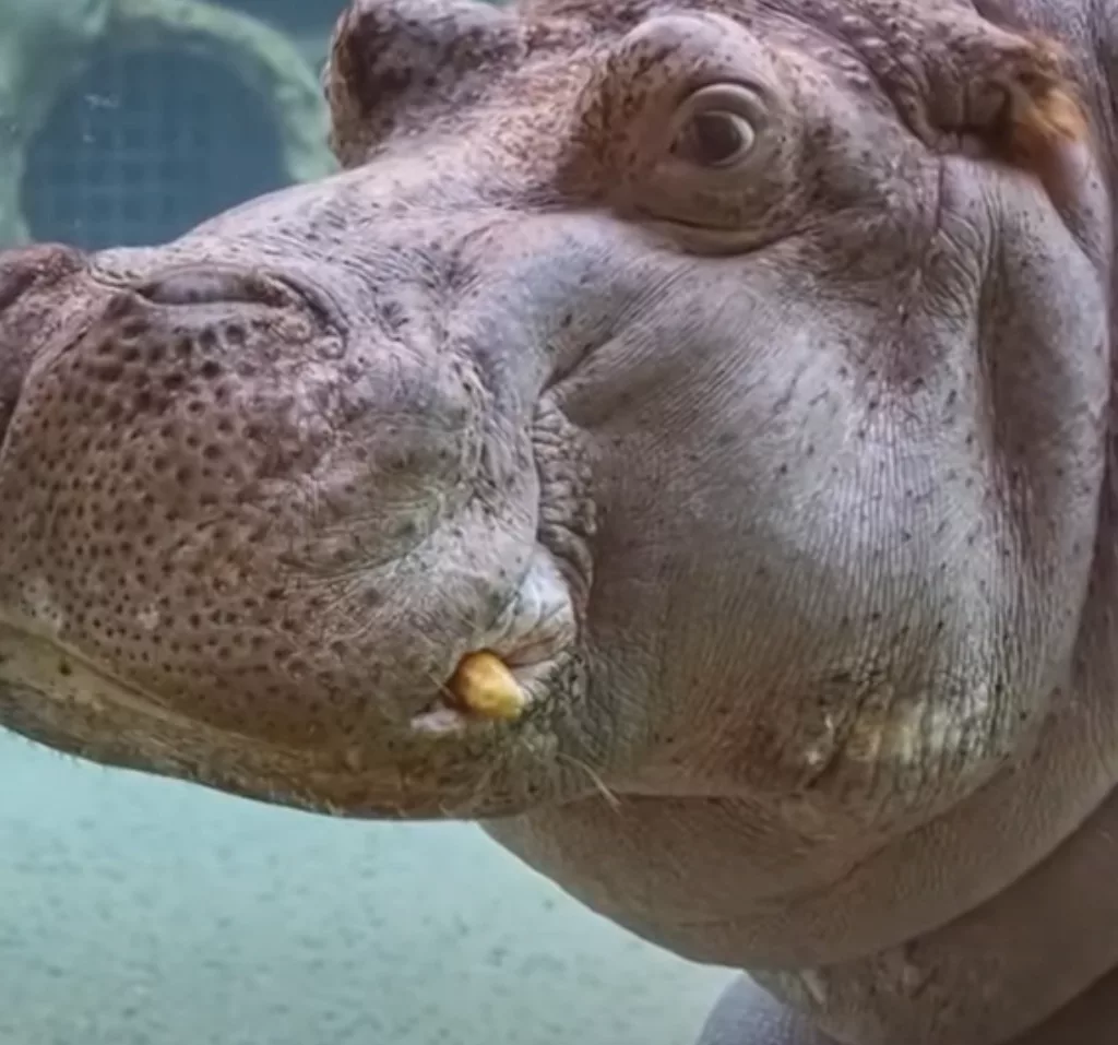 Oldest hippo in US zoos dies at 55