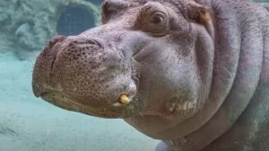 Oldest hippo in US zoos dies at 55