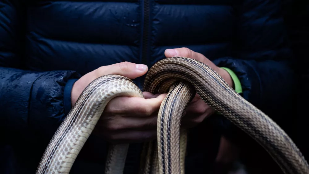 COCULLO, ABRUZZO, ITALY - 2023/05/01: Detail of 'cervone' snakes in the hands of a 'serparo'. Abruzzo's most famous and mysterious folkloric celebration is an event in which pagan customs and Christian tradition merge: devotion to St Dominic, protector against the bite of reptiles, is intertwined with the archaic ritual of the 'serpari'. This custom is linked to the pagan rites of the Marsi, an ancient Italic people. (Photo by Raul Moreno/SOPA Images/LightRocket via Getty Images)