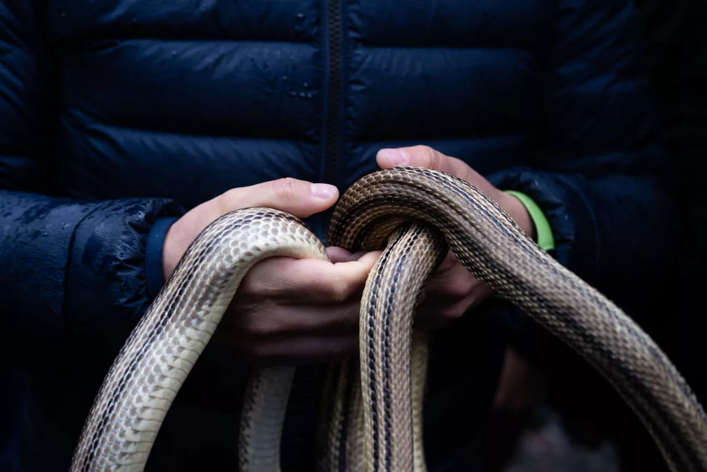 COCULLO, ABRUZZO, ITALY - 2023/05/01: Detail of 'cervone' snakes in the hands of a 'serparo'. Abruzzo's most famous and mysterious folkloric celebration is an event in which pagan customs and Christian tradition merge: devotion to St Dominic, protector against the bite of reptiles, is intertwined with the archaic ritual of the 'serpari'. This custom is linked to the pagan rites of the Marsi, an ancient Italic people. (Photo by Raul Moreno/SOPA Images/LightRocket via Getty Images)