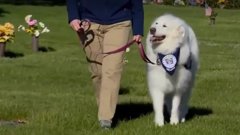 A local service dog who for years helped comfort first responders in Maryland and across the country will be laid to rest this weekend at Dulaney Valley Memorial Gardens. WBAL-TV remembers Millie, who was a true hero will be buried in a special place of honor.