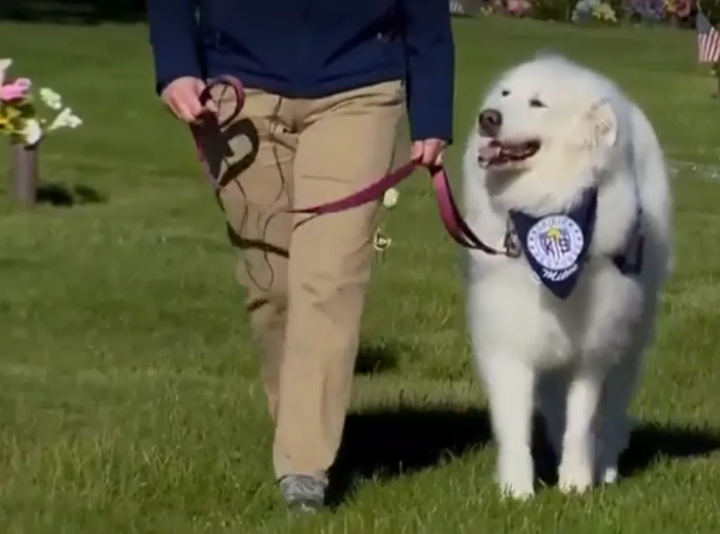 A local service dog who for years helped comfort first responders in Maryland and across the country will be laid to rest this weekend at Dulaney Valley Memorial Gardens. WBAL-TV remembers Millie, who was a true hero will be buried in a special place of honor.