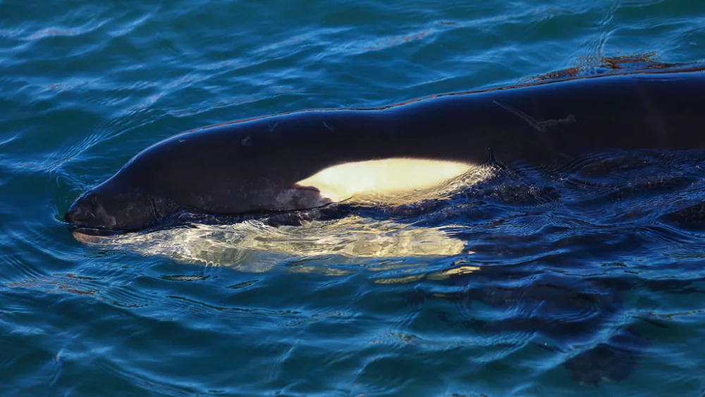 An orca that carried her dead calf for weeks in 2018 is doing so once again