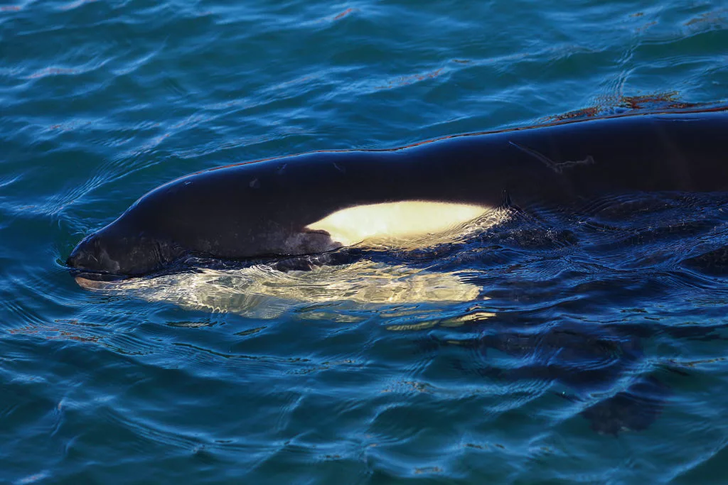 An orca that carried her dead calf for weeks in 2018 is doing so once again