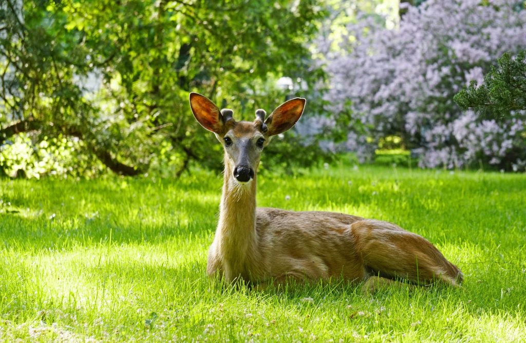 Baltimore City gathers public input on deer management amid growing concerns