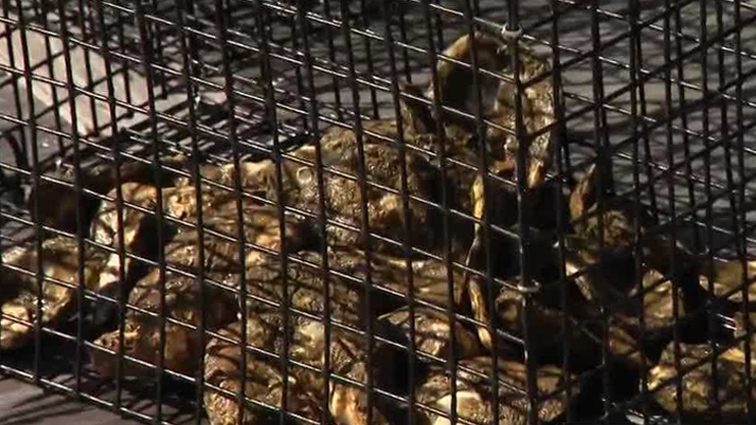 Baltimore Oyster Partnership sets new goal to grow 5M oysters in harbor in 5 years