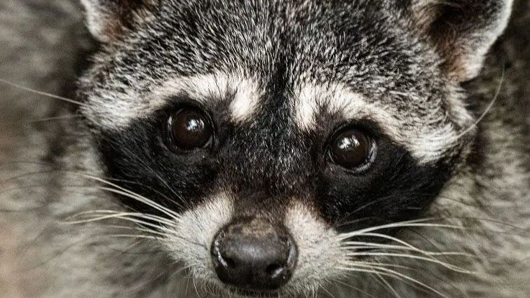 Raccoon