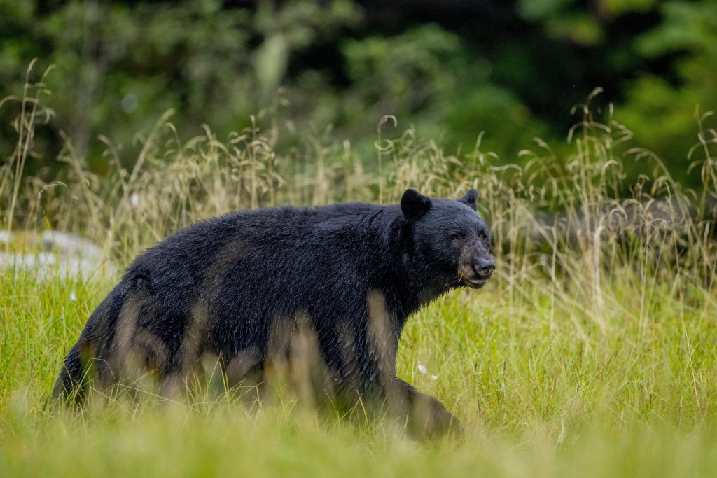 Maryland bear hunt plagued by illegal activity