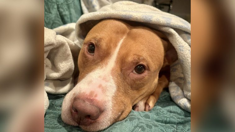 Baltimore community helps BARCS shelter dogs in need during winter storm