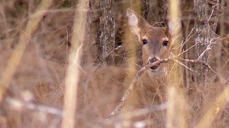 Baltimore City wraps up deer reduction in three parks, 227 deer harvested