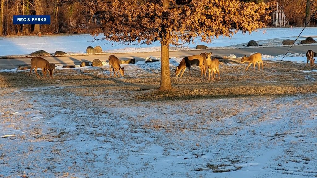Sharpshooters to begin deer removal in Baltimore parks