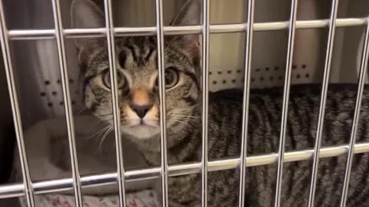 Baltimore County proposes laws to protect animals from hoarding situations