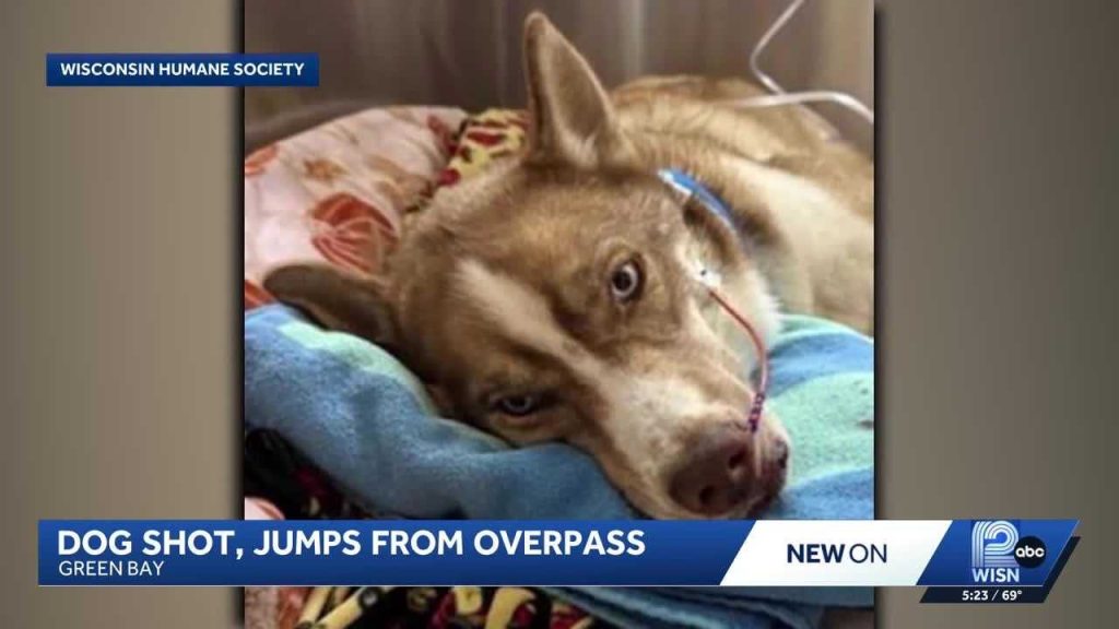 ‘Miraculously’ alive: Stella the husky is shot, falls 30 feet from Wisconsin overpass and survives