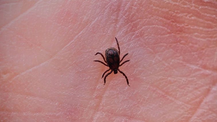 Weekly tick bite-related ER visits rise across US, CDC says; Maryland doctors see increase