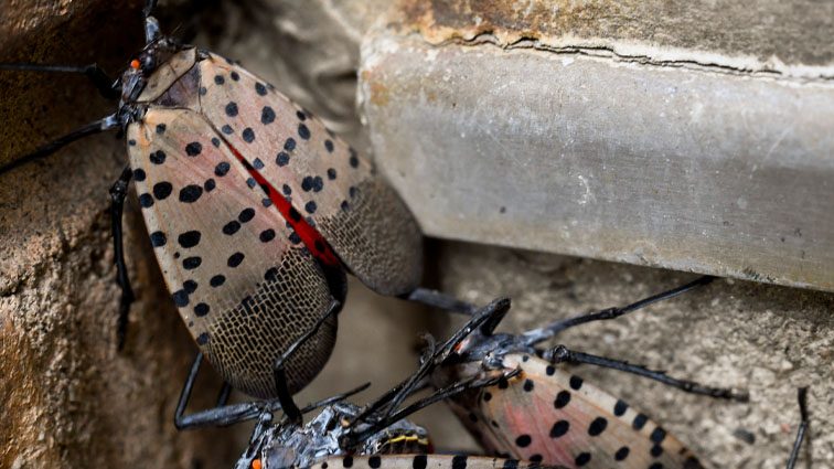 ‘Can cause harm to plants’: Maryland expands spotted lanternfly quarantine