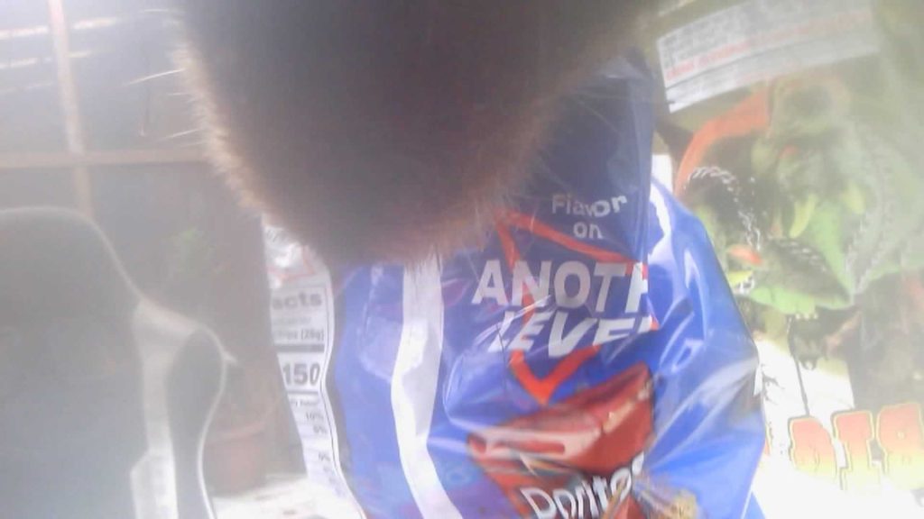 WATCH: ‘Bear cam’ records Connecticut bear snatching Doritos