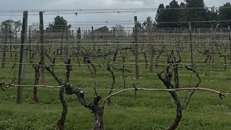 Maryland vineyards brace for tough season after severe late frost