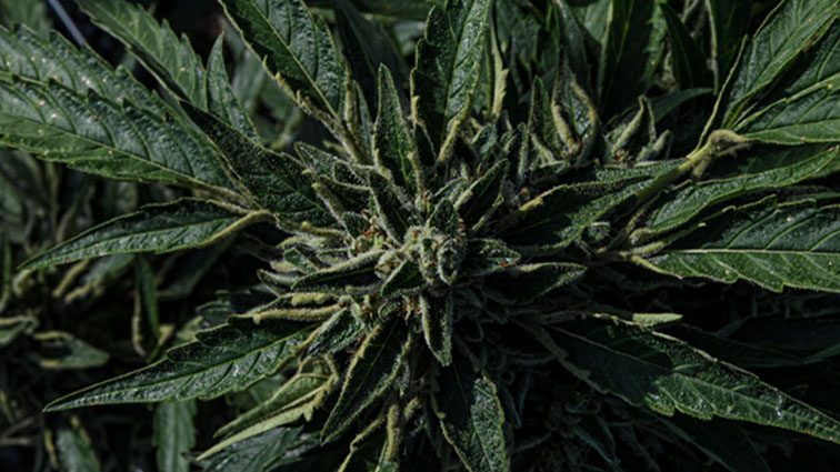 Maryland medical marijuana grower welcomes move to reclassify cannabis