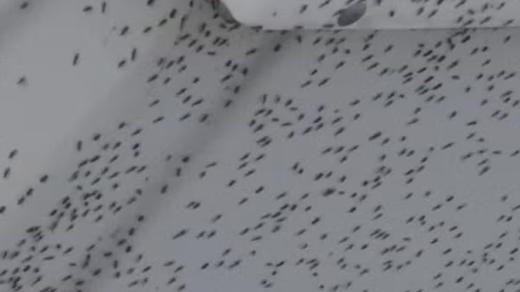 Baltimore County is working on its midge problem. Do residents think it’s enough?
