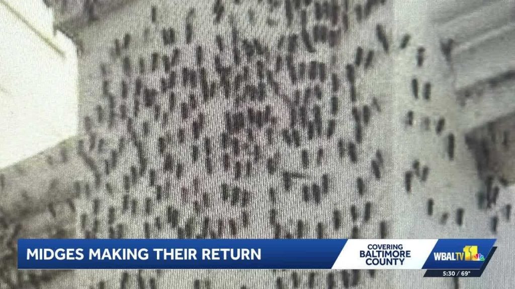 Residents say Baltimore County’s midge eradication efforts don’t go far enough