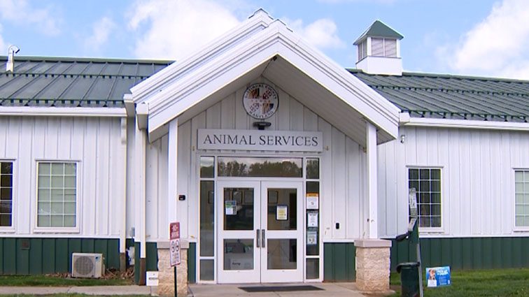 Baltimore County urges pet adoptions on National Adopt a Shelter Pet Day