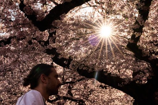 Study says trees counter half the world’s urban heating, but not in the places that need it most