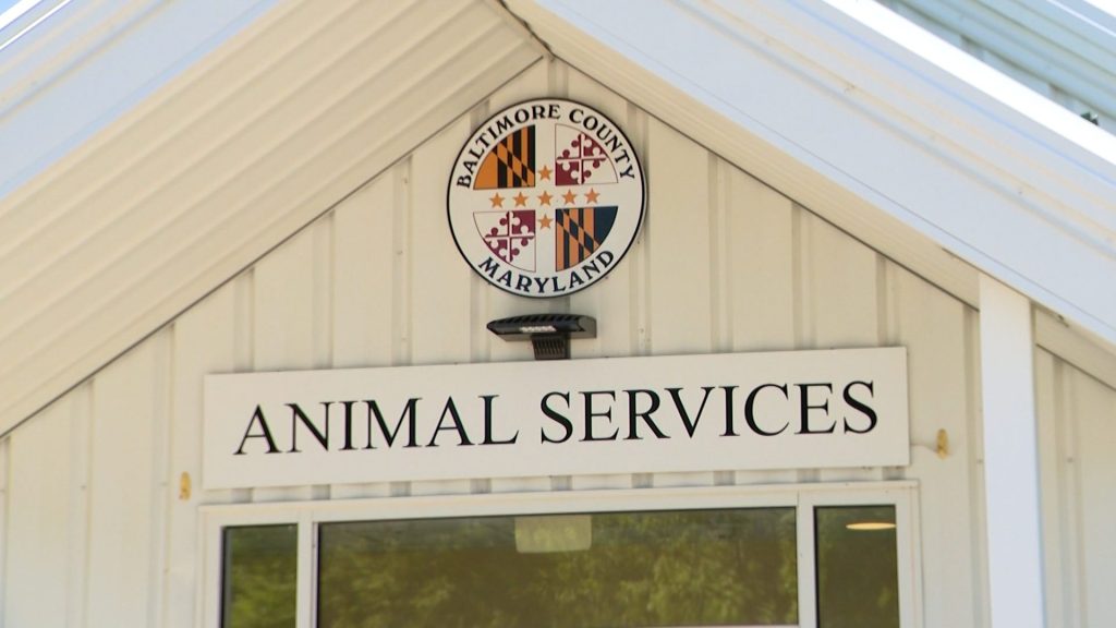 Officials seize dogs from home of woman out on bail while facing hundreds of animal cruelty charges