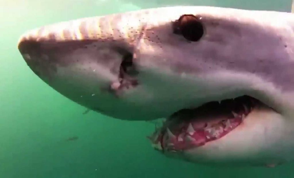 ‘Shark smart’: White sharks reappear, kicking off research season