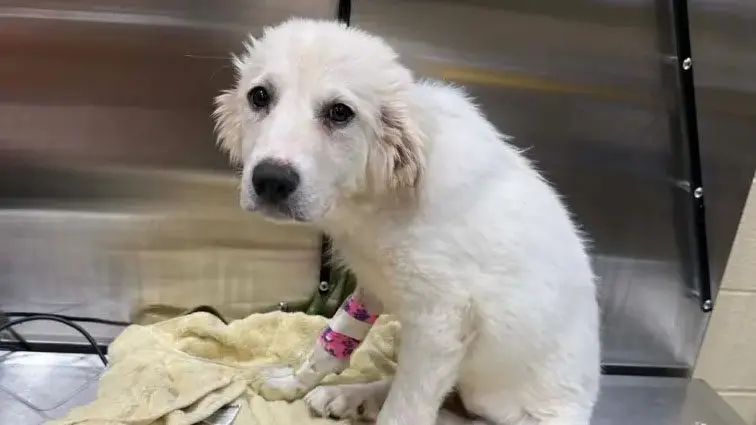 Puppy rescued from Baltimore County hoarding case battles parvovirus ...