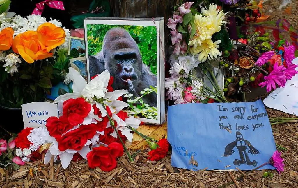 White House pays tribute to 'true patriot' Harambe 10 years after gorilla's  death | WBAL Baltimore News