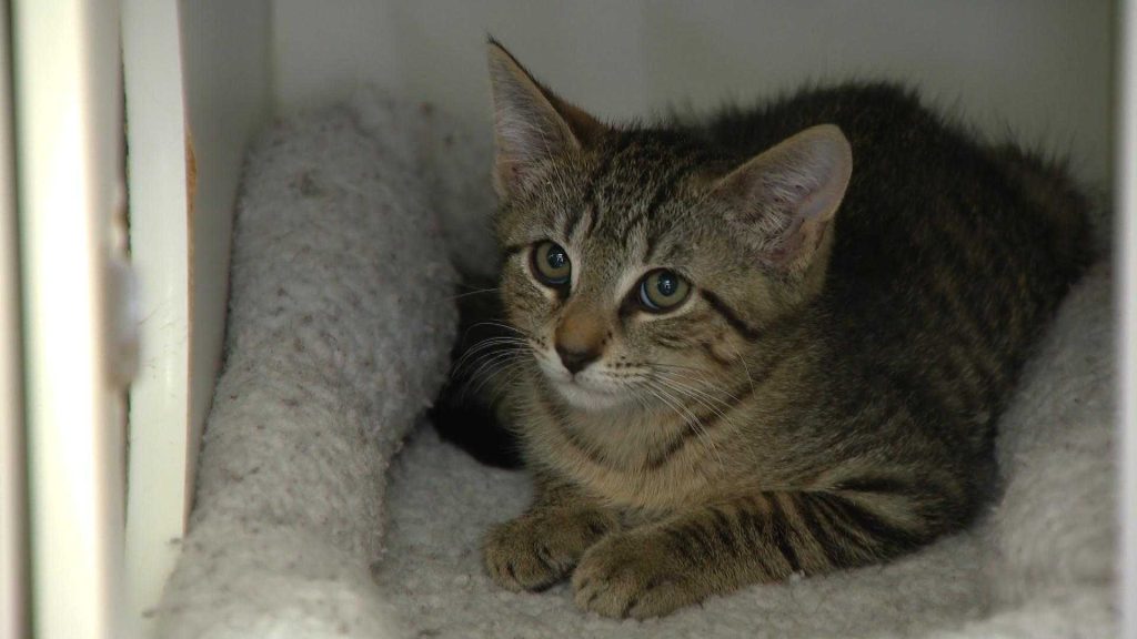 Baltimore County Animal Services needs help while at full capacity