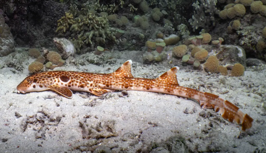 Scientists discover a new species of ‘walking’ shark