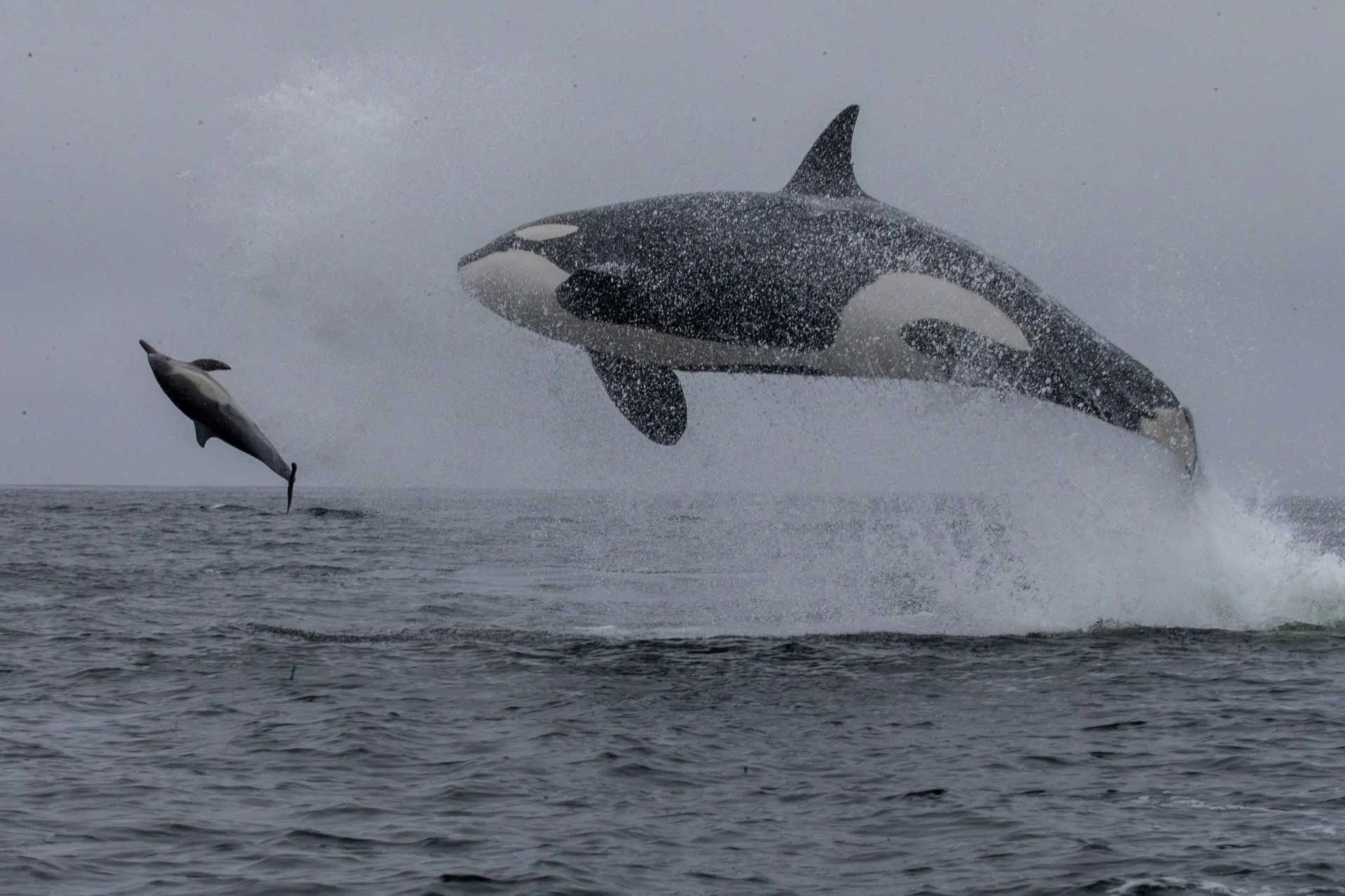 Video captures airborne orcas tossing dolphins out of the water