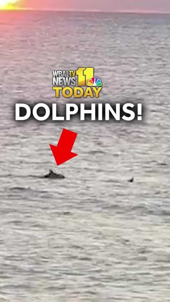 Dolphins caught on Ocean City cam during newscast