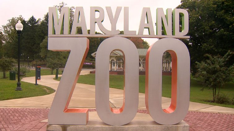 Baltimore Running Festival route features animal encounters at Maryland Zoo