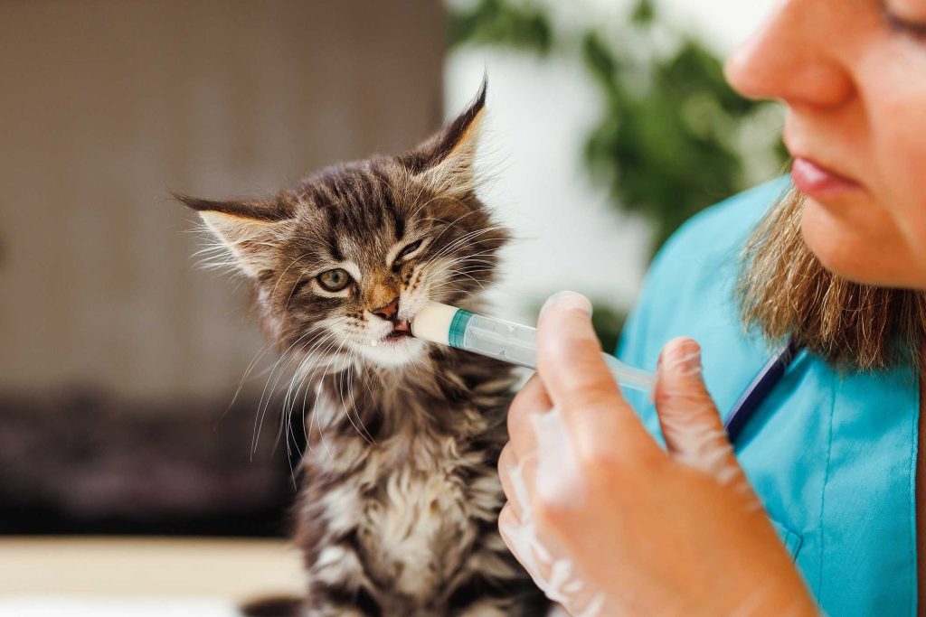 Nationwide recall hits certain pet meds over potency concerns