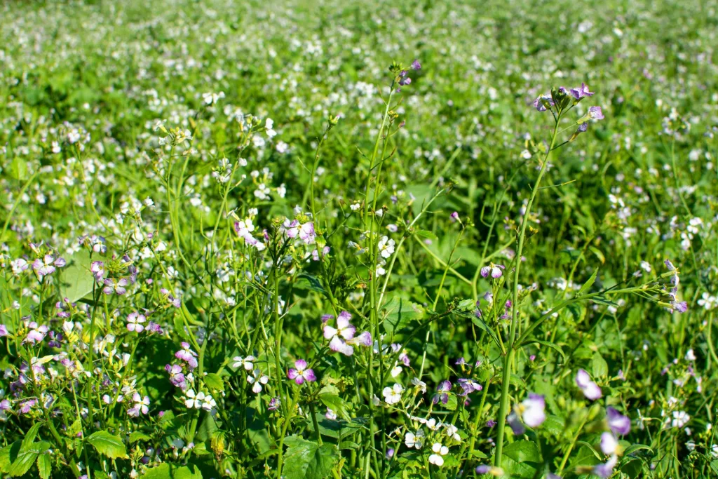 cover-crop-radish.webp