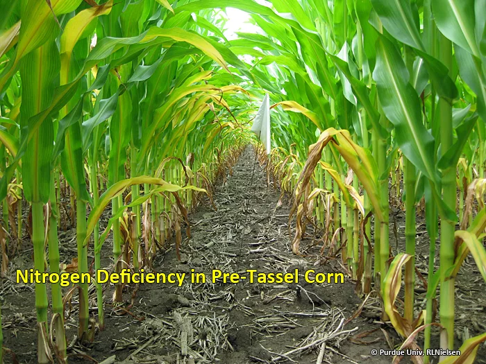 N-Deficiency-corn.jpg