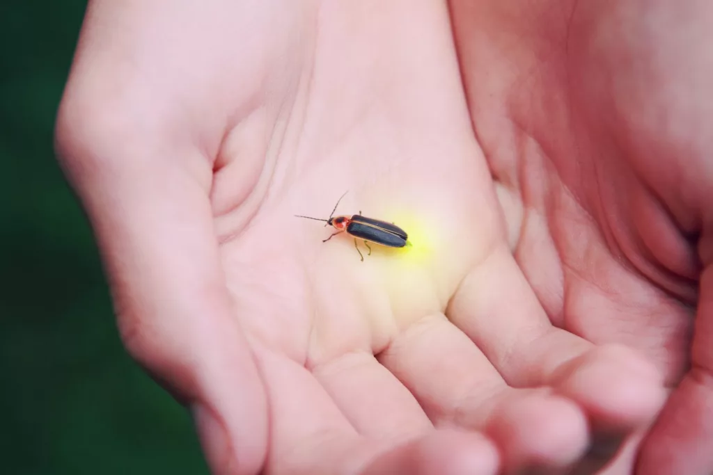 firefly-in-childs-hand.webp