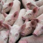 U.S. Hog Inventory Up Slightly in February