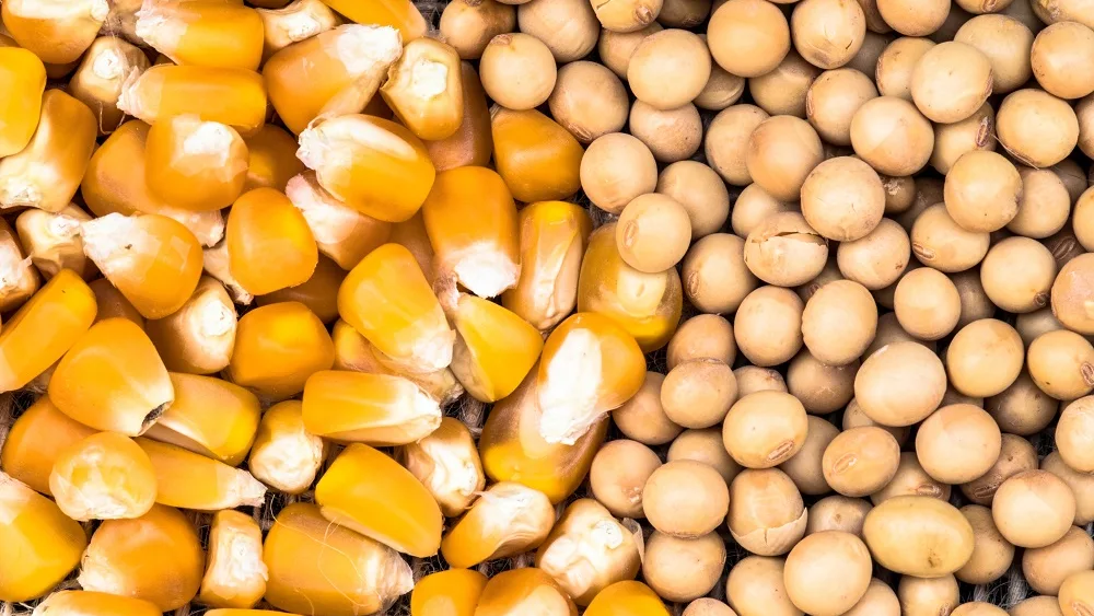 corn-soybean-seed.jpeg