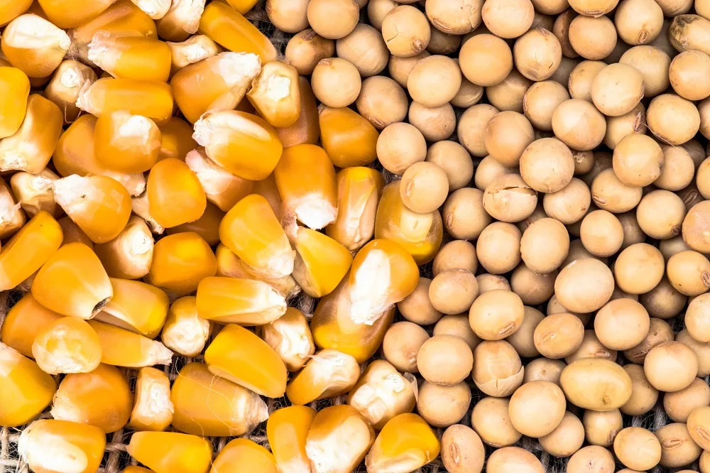 corn-soybean-seed.webp