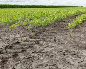 soybean-soil-compaction.webp