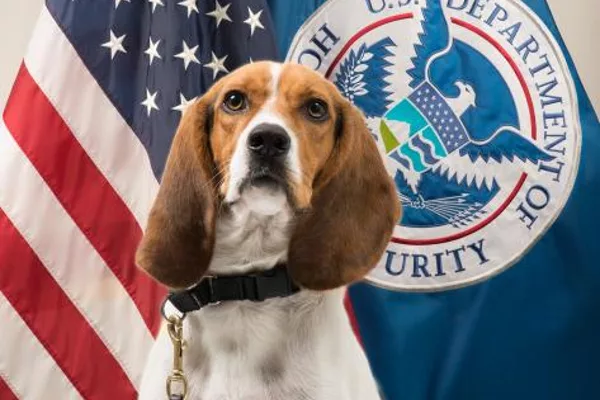 Beagle-Brigade-DHS
