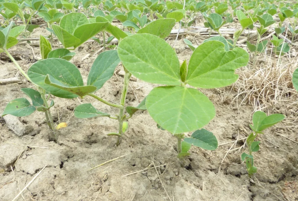 Plan For 2024 Soybeans With Soil Tests This Year Hoosier Ag Today   SOYBEAN MID JUNE 2023 HILL FARMS HANCOCK COUNTY 1024x691.webp