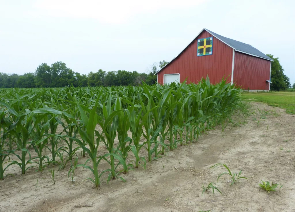 CORN-BARN-ALONG-SR-44-IN-SHELBY-COUNTY.webp